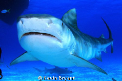 Yellowtail Snapper (Ocyurus chrysurus) by Kevin Bryant 